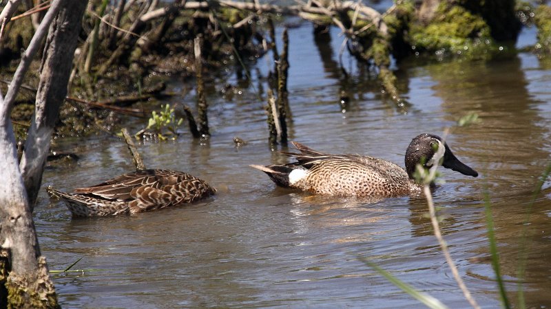 Blue-winged Teal High Island_2010_04_24_3901.JPG